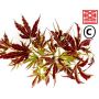 MANYO NO SATO pot 10 litres 80/100 cm