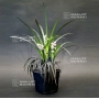 ophiopogon noir pot 1 litre