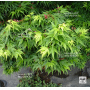 graines d'acer palmatum mikawa yatsubusa