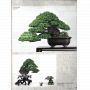 BONSAI FOCUS N° 127