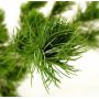 Pinus parviflora ssp. pentaphylla hagoromo pot 4.l