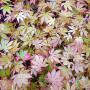 acer palmatum diva