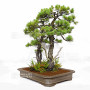 PINUS PENTAPHYLLA ref: 08080251