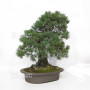 Pinus pentaphylla du Japon ref :12020256