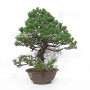 pinus pentaphylla 21020257