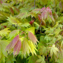 graines d'acer palmatum moonrise