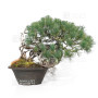 PINUS PENTAPHYLLA ref:13010263