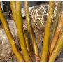 Stewartia monadelpha jeune plant pot 0.8 l 20-30 c