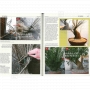 Bonsai focus magazine 97