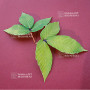 acer maximowiczianum