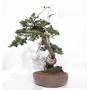 Juniperus rigida 21070252