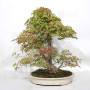 acer palmatum beni chidori 24070257