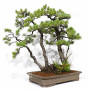 PINUS PENTAPHYLLA ref: 08080251