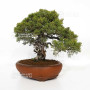 juniperus chinensis itoigawa ref 12020255