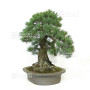 Pinus pentaphylla du Japon ref :12020256