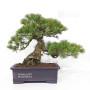 Pinus pentaphylla ref 12020253