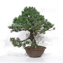 pinus pentaphylla 21020257