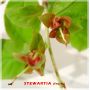 Stewartia monadelpha jeune plant pot 0.8 l 20-30 c