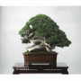 BONSAI FOCUS N° 111