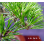 Pinus thunbergii kotobuki 30-35 cm pot 3 litres