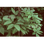 acer maximowiczianum