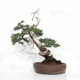 Juniperus rigida 21070252