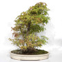 acer palmatum beni chidori 24070257