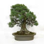 Pinus pentaphylla du Japon ref :12020256