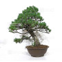 pinus pentaphylla 21020257