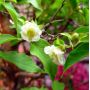 Stewartia monadelpha jeune plant pot 0.8 l 20-30 c