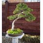 Stele granite bonsai 100 cm