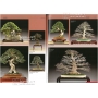 Bonsai focus magazine 86 March/April 2016