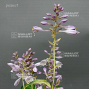 hosta peanut