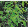 acer maximowiczianum