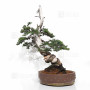 Juniperus rigida 21070252