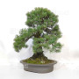 Pinus pentaphylla du Japon ref :12020256