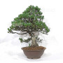 pinus pentaphylla 21020257