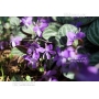 violette de Corée