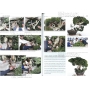 Bonsai focus magazine 86 March/April 2016