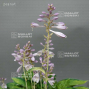 hosta peanut