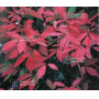 acer maximowiczianum
