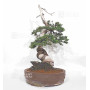 Juniperus rigida 21070252