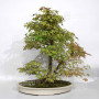 acer palmatum beni chidori 24070257