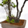 PINUS PENTAPHYLLA ref: 08080251