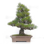 Pinus thunbergii ref: 120202513