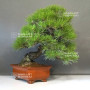 pinus thunbergii 12100241