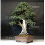 Mini bonsai Juniperus rigida handbook N°8