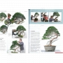 BONSAI FOCUS N° 102