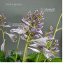 hosta peanut