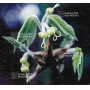 acer maximowiczianum
